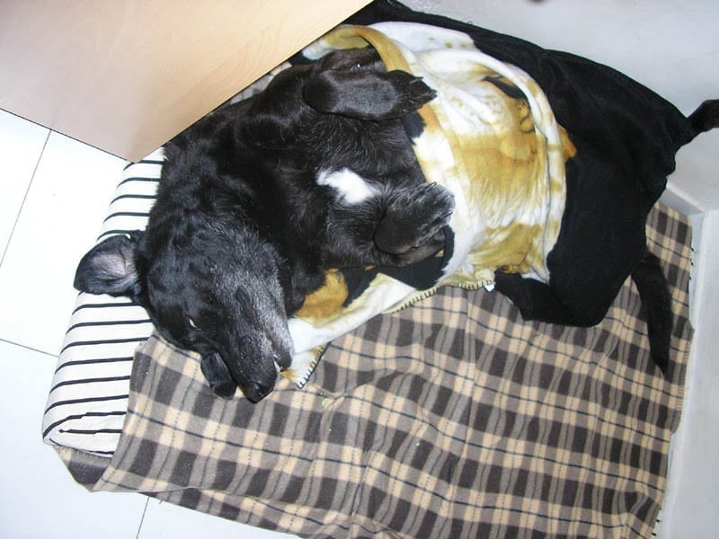 Tripod Lalla sleeps on firm mattress.