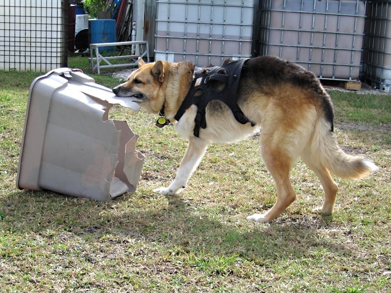 Jerry destroys a Rubbermaid tub
