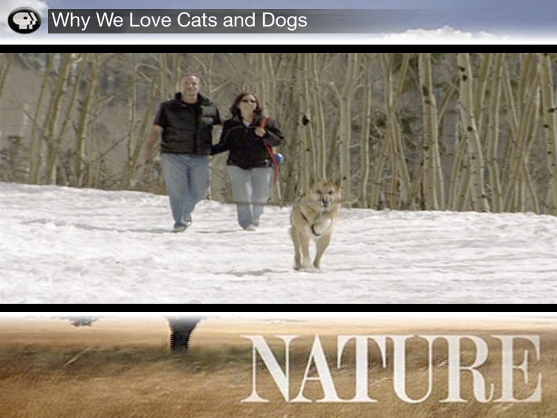 Scene from Why We Love Cats and Dogs Scene from Why We Love Cats and Dogs