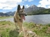 Three Legged Shepherd Dog Eisen Rests at Williams Creek Lake