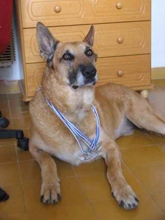 Israeli war hero Star, three legged bone cancer dog
