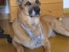 Israeli war hero Star, three legged bone cancer dog