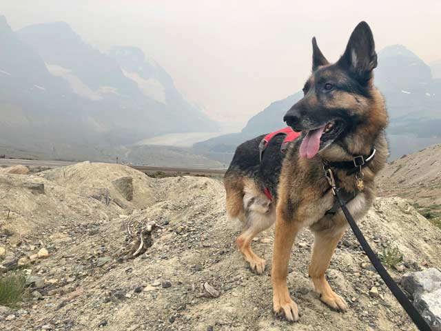 senior,tripawd,dog,arthritis,three-legged,aging,amputee,tripod senior,tripawd,dog,arthritis,three-legged,aging,amputee,tripod