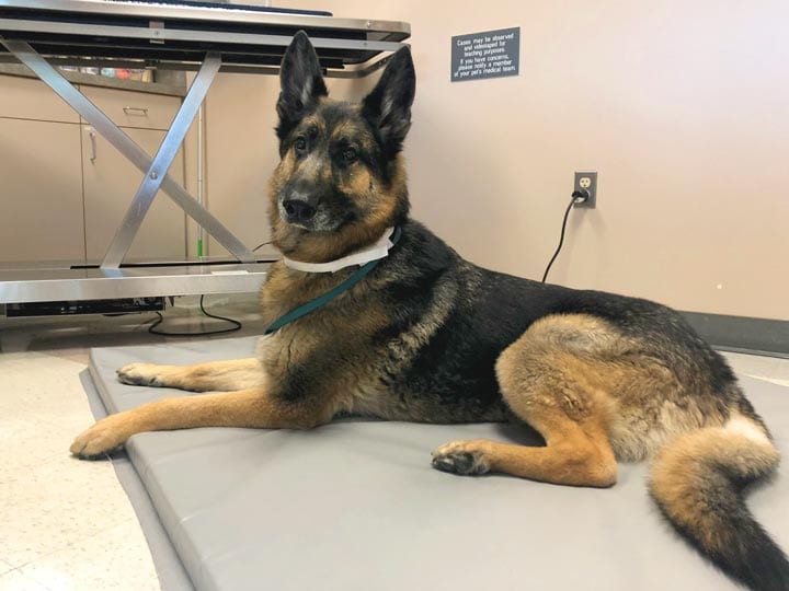 senior,tripawd,dog,arthritis,three-legged,aging,amputee,tripod senior,tripawd,dog,arthritis,three-legged,aging,amputee,tripod