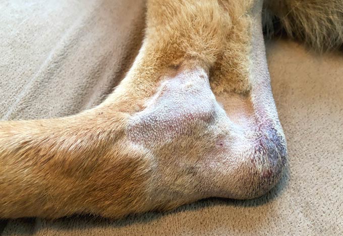 senior,tripawd,dog,arthritis,three-legged,aging,amputee,tripod senior,tripawd,dog,arthritis,three-legged,aging,amputee,tripod