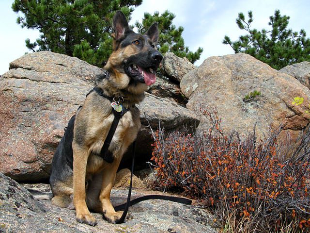 Tripawd, hip displaysia, german shepherd, surgery,