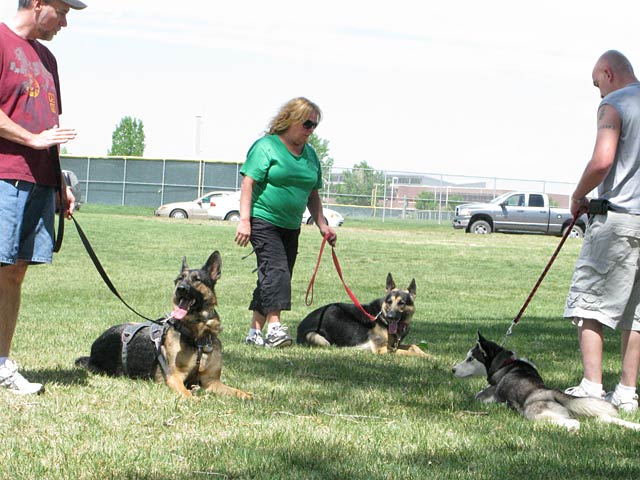 Tripawd, German Shepherd, three-legged
