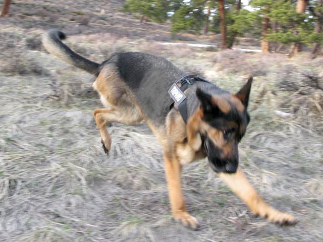 Tripawd German Shepherd Wyatt