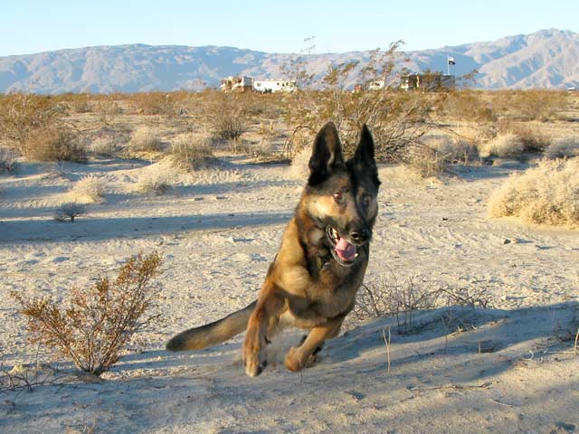 German Shepherd, Wyatt, three-legged, tripawd