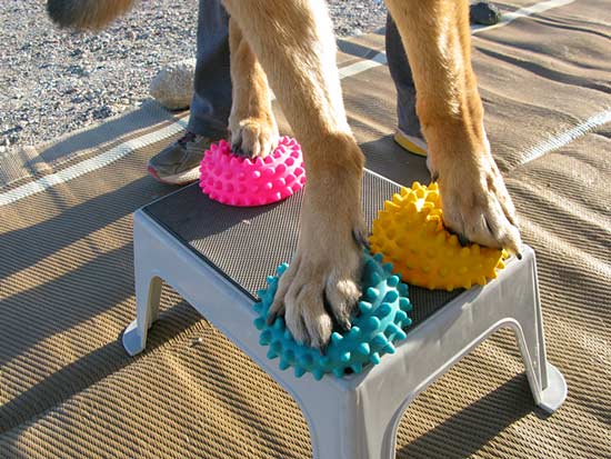 tripawd, three-legged, dog, amputee, german shepherd, fitness, balance, strengthen, muscles