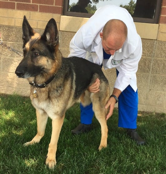 Tripawd Orthopedic Evaluation