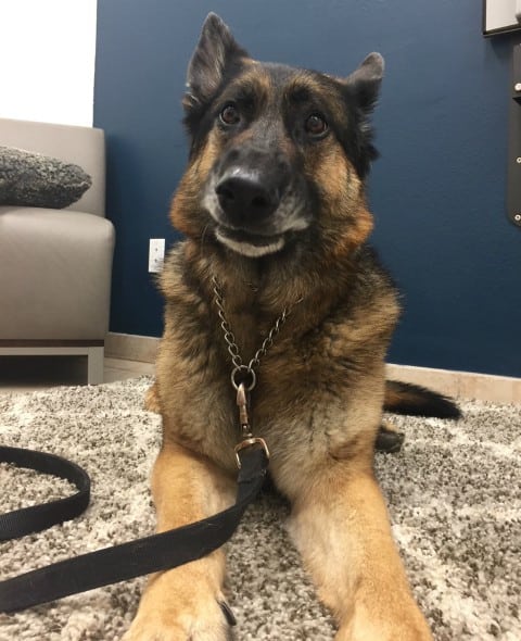 Tripawd, pneumonia, pet insurance Tripawd, pneumonia, pet insurance