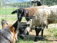 Wyatt says goodbye to Vickers Ranch sheep