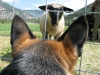 Wyatt says goodbye to Vickers Ranch sheep