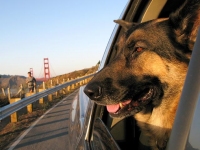 Wyatt at Golden Gate San Francisco