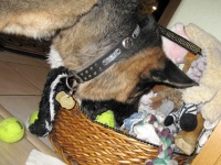 Wyatt steals balls from toy basket