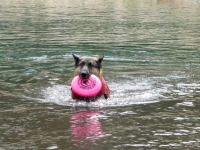 Wyatt swims for Frisbee in Float Coat