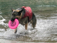 Wyatt swims for Frisbee in Float Coat