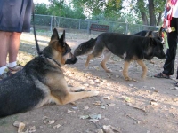 Wyatt and his new GSD friends
