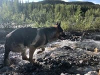 Wyatt runs along Petersen Creek in British Columbia