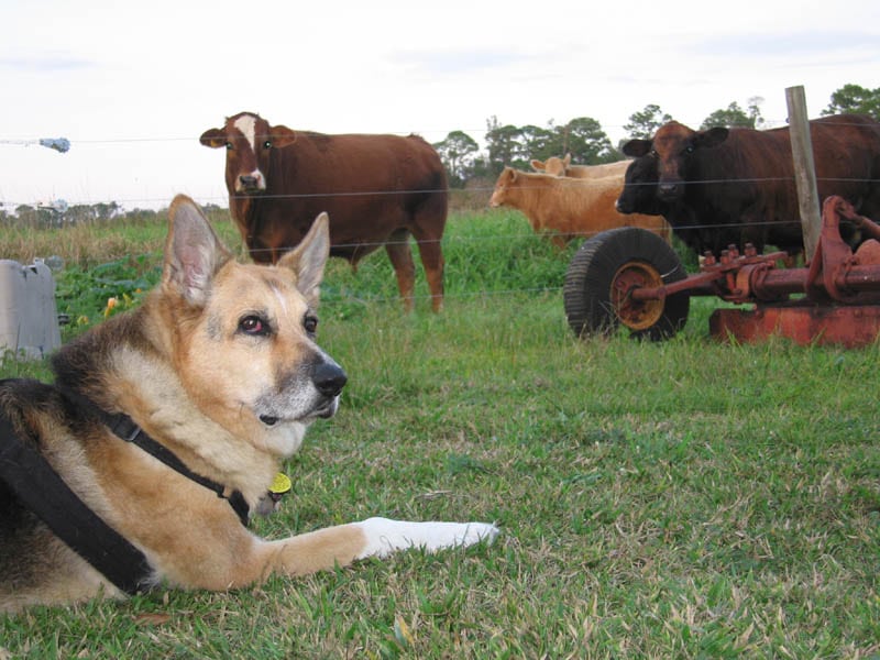 cowshepherd_07.jpg