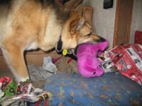 Tripod Dog kills Barney