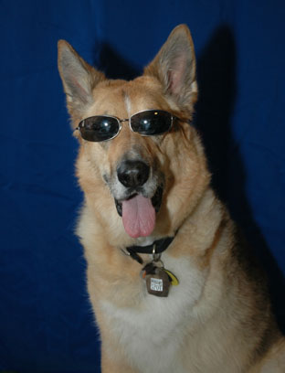 Too Cool Jerry Three-legged Superstar Dog