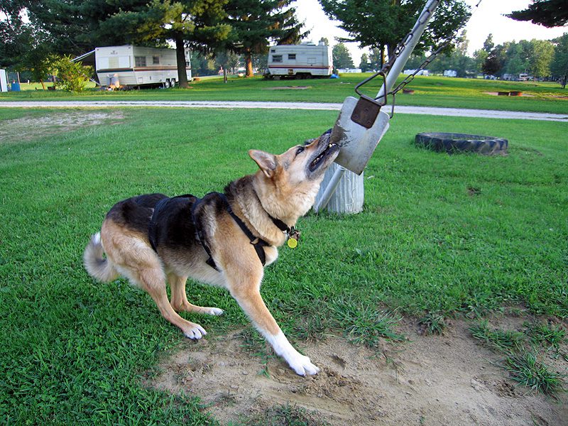 Jerry the Three-Legged Swinger