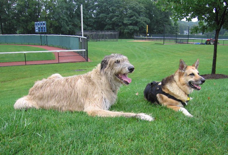 Tripawd Wolfhound Finnegan Tripawd Wolfhound Finnegan