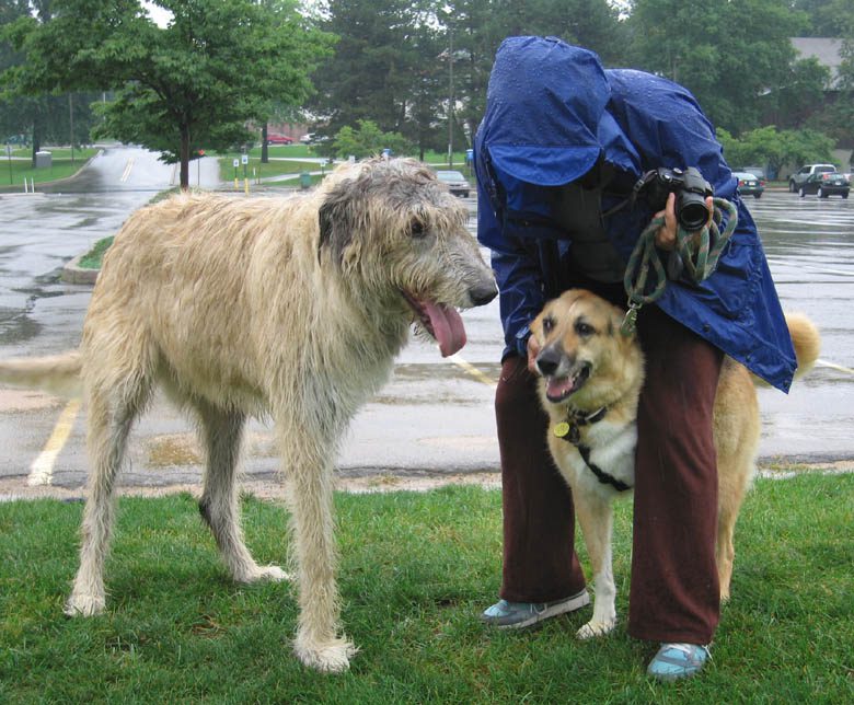 Tripawd wolfhound Finnegan Tripawd wolfhound Finnegan