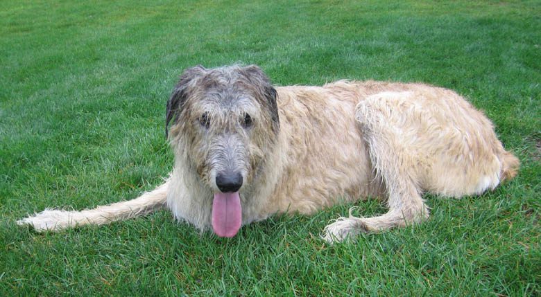 Tripawd wolfhound Finnegan