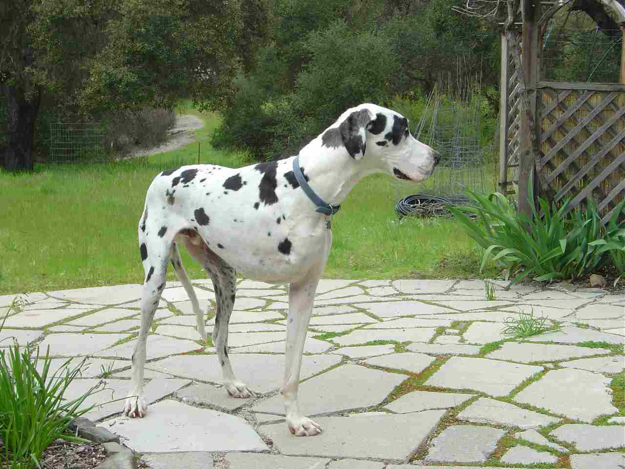 giant breed tripod dog dane moose giant breed tripod dog dane moose