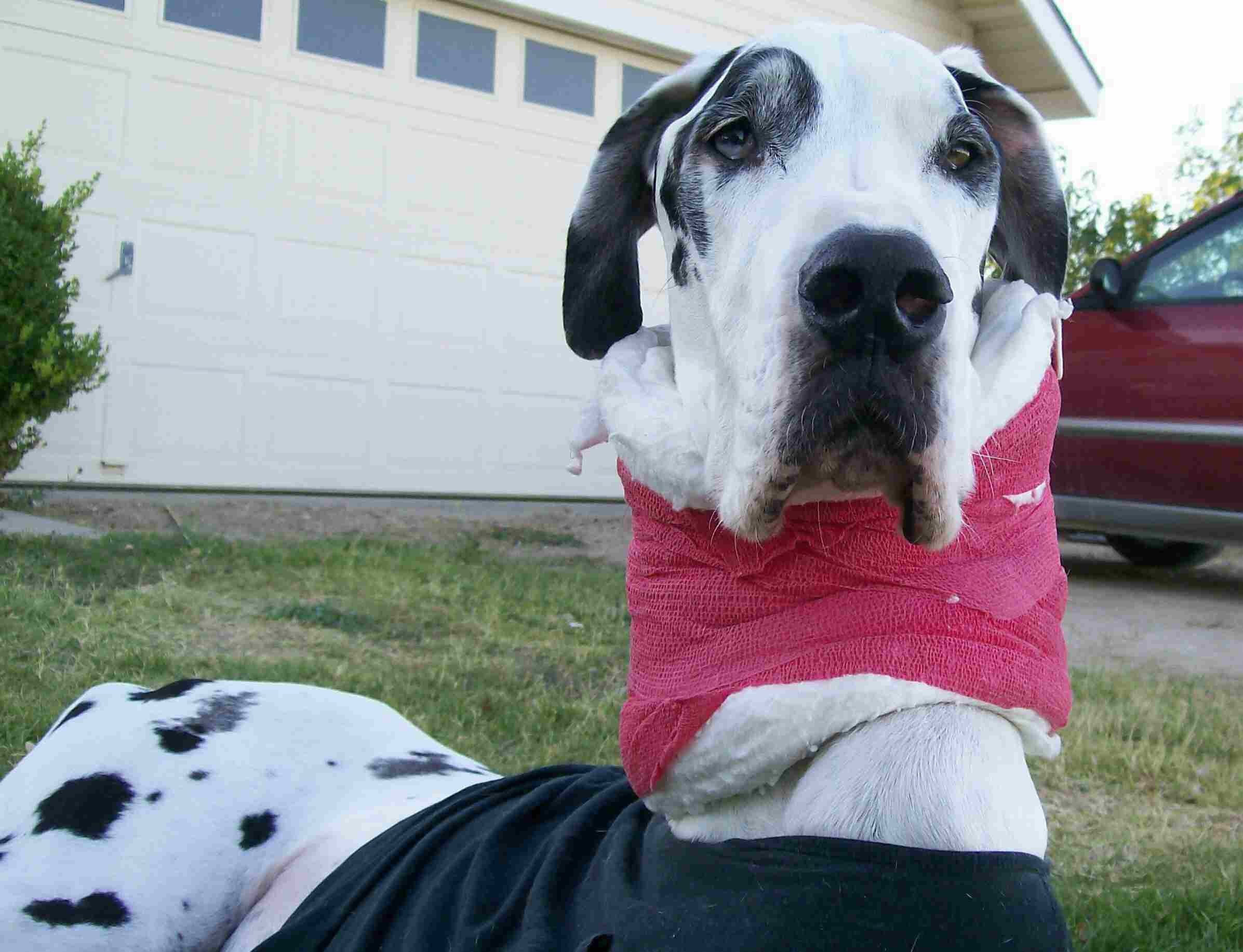 Moose the Three Legged Harlequein Great Dane Dog after Wobblers Syndrome Diagnosis