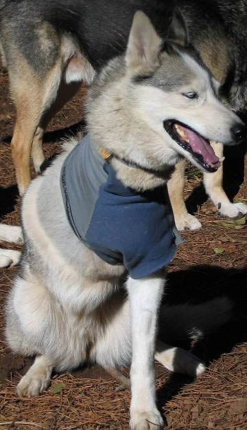 Calpurnia Working Sled Dog with Harness After Leg Amputation