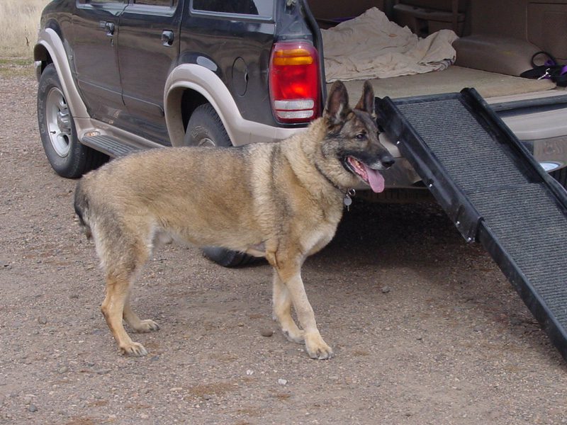Tripod Dog Eisen from Southern Colorado