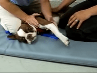 canine rehab