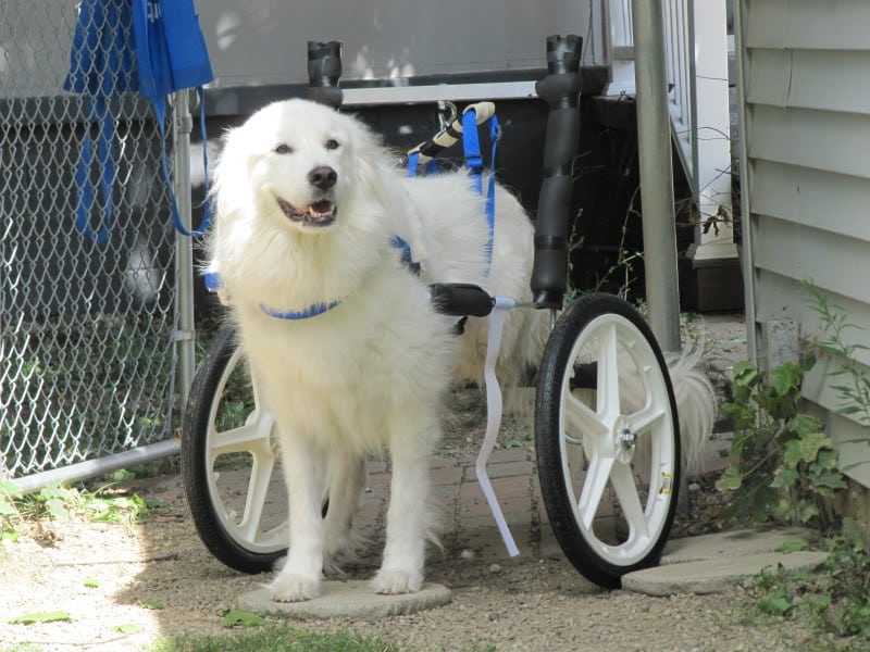 Denali in Dog Wheelchair