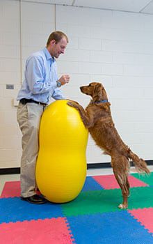 Tripawd prosthetic study