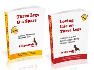 The Cat Brain Game Puzzle for Tripawds and Quadpawds