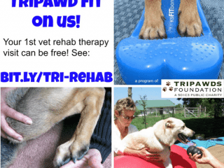 Tripawd Rehabilitation Therapy
