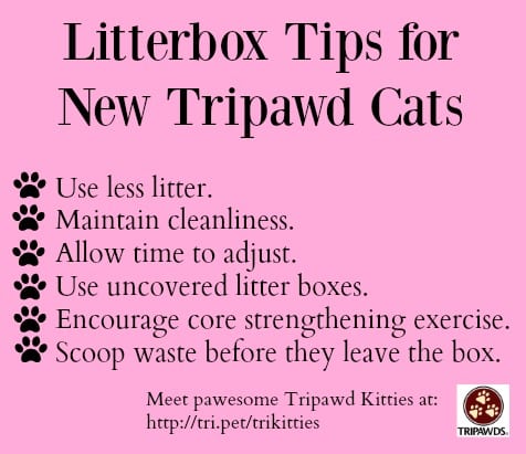 Litterbox tips for tripawd cats