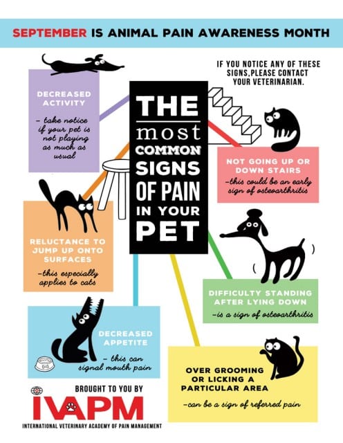 Pain Signs in Cats dogs pain signs cats dogs