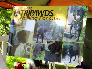 Team Tripawds at Puppy Up Walk Wheaton, IL