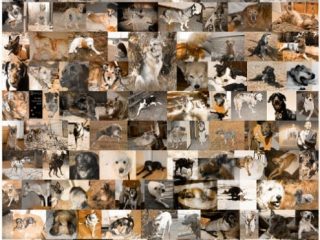 Thanksgiving Tripawd cats dogs