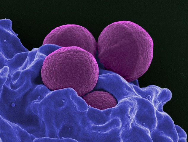 MRSA in amputee dogs and cats