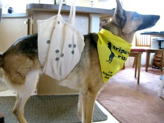 DIY Tripawd dog sling