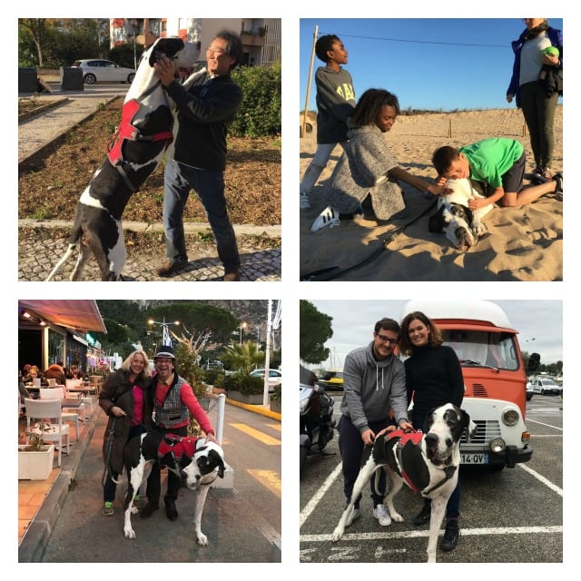 Great Dane Tripawd Eurydice