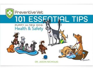 dog health and safety tips