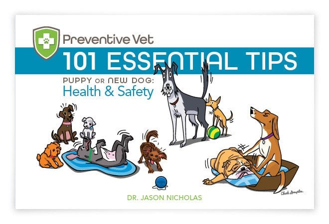 dog health and safety tips