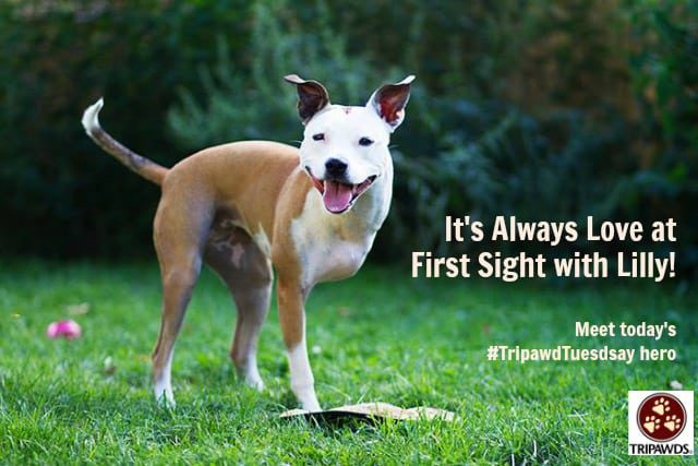 Tripawd Tuesday Lilly